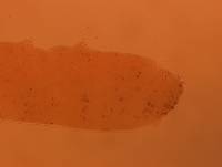 Adropion scoticum image