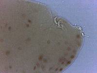 Adropion scoticum image
