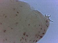 Adropion scoticum image