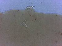 Adropion scoticum image