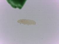 Adropion scoticum image