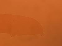 Adropion scoticum image