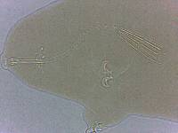 Adropion scoticum image