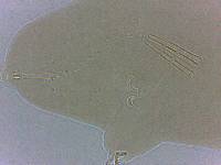 Adropion scoticum image