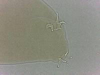 Adropion scoticum image