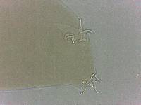 Adropion scoticum image