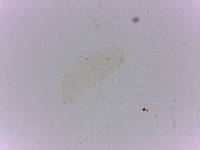 Adropion scoticum image