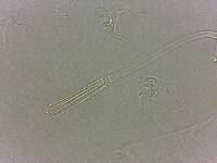 Adropion scoticum image