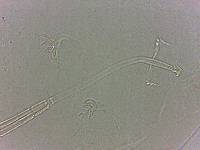 Adropion scoticum image