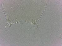 Adropion scoticum image