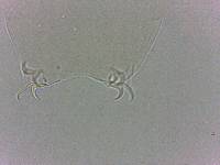 Adropion scoticum image
