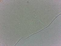 Adropion scoticum image