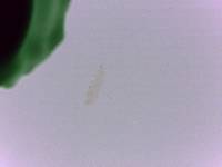 Adropion scoticum image