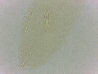 Adropion scoticum image