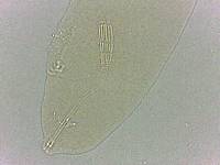 Adropion scoticum image