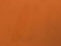 Adropion scoticum image