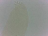 Adropion scoticum image