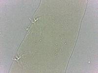 Adropion scoticum image