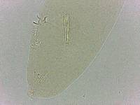 Adropion scoticum image