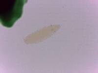 Adropion scoticum image