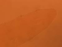 Adropion scoticum image