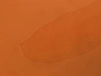 Adropion scoticum image