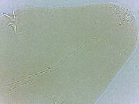 Adropion scoticum image