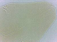Adropion scoticum image