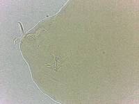 Adropion scoticum image