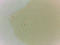 Adropion scoticum image