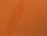 Adropion scoticum image