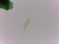 Adropion scoticum image
