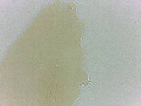 Adropion scoticum image