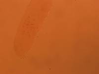 Adropion scoticum image
