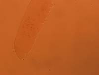 Adropion scoticum image