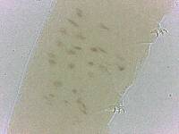 Adropion scoticum image