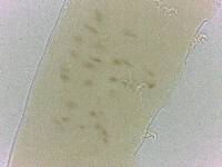 Adropion scoticum image