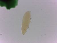 Adropion scoticum image