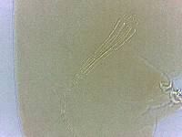 Adropion scoticum image