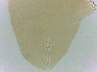 Adropion scoticum image