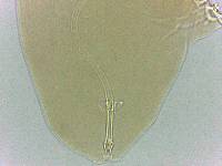 Adropion scoticum image