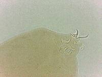 Adropion scoticum image