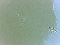Adropion scoticum image