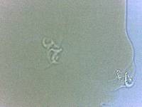 Adropion scoticum image