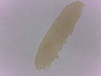 Adropion scoticum image