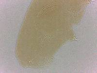 Adropion scoticum image