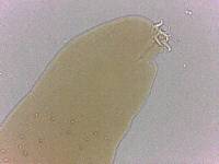 Adropion scoticum image