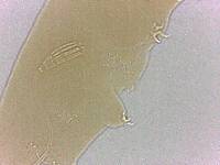 Adropion scoticum image
