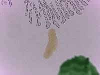Adropion scoticum image