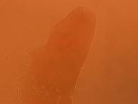 Adropion scoticum image